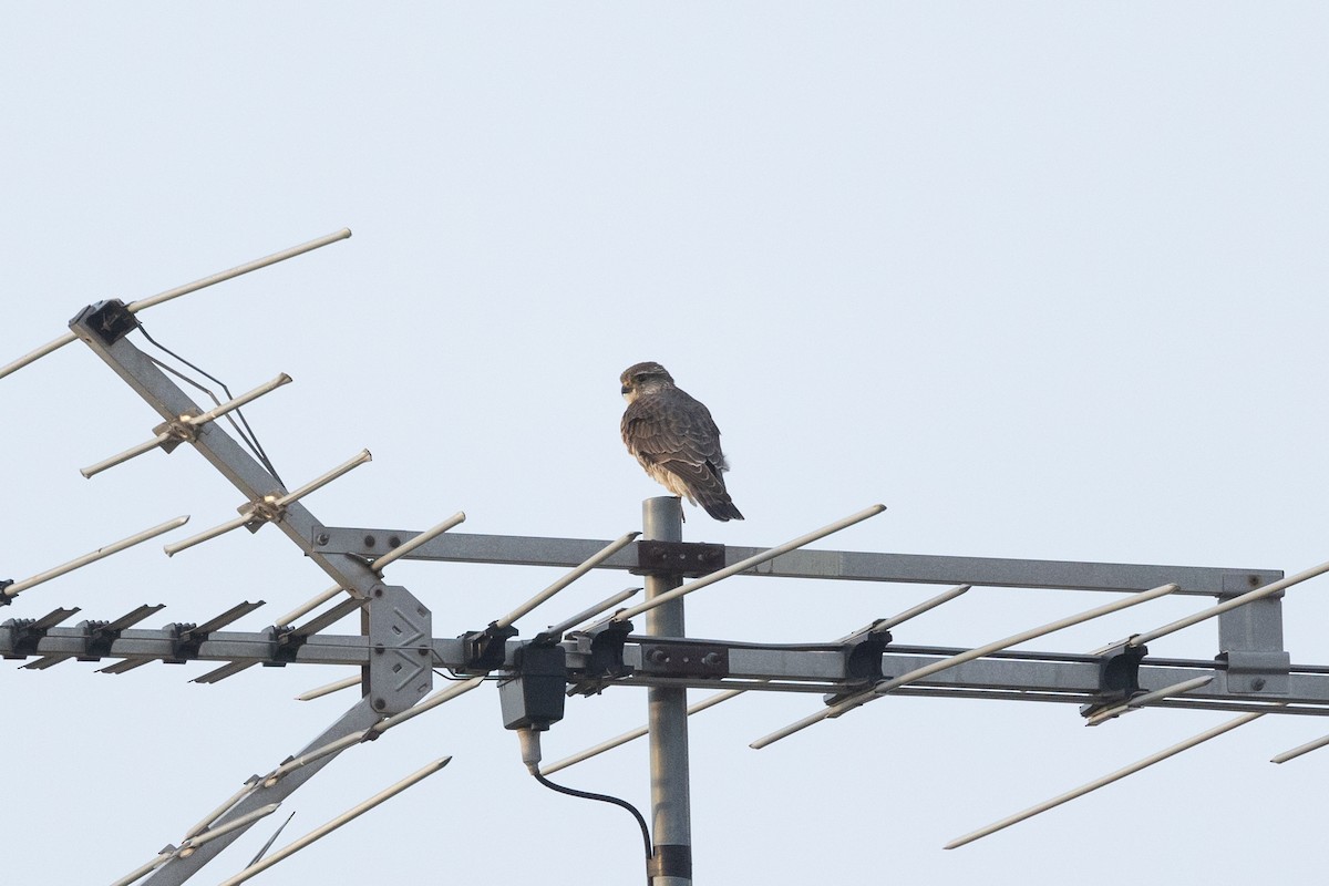 Merlin (Taiga) - ML633256499