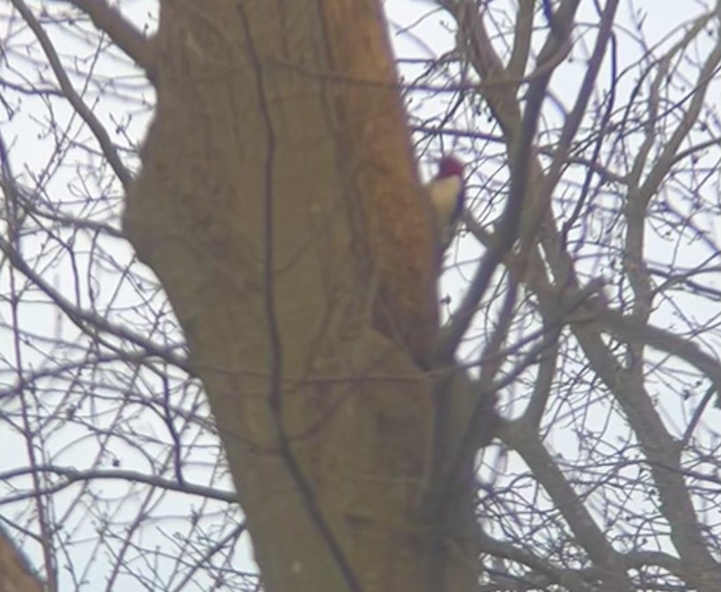 Red-headed Woodpecker - ML633256609