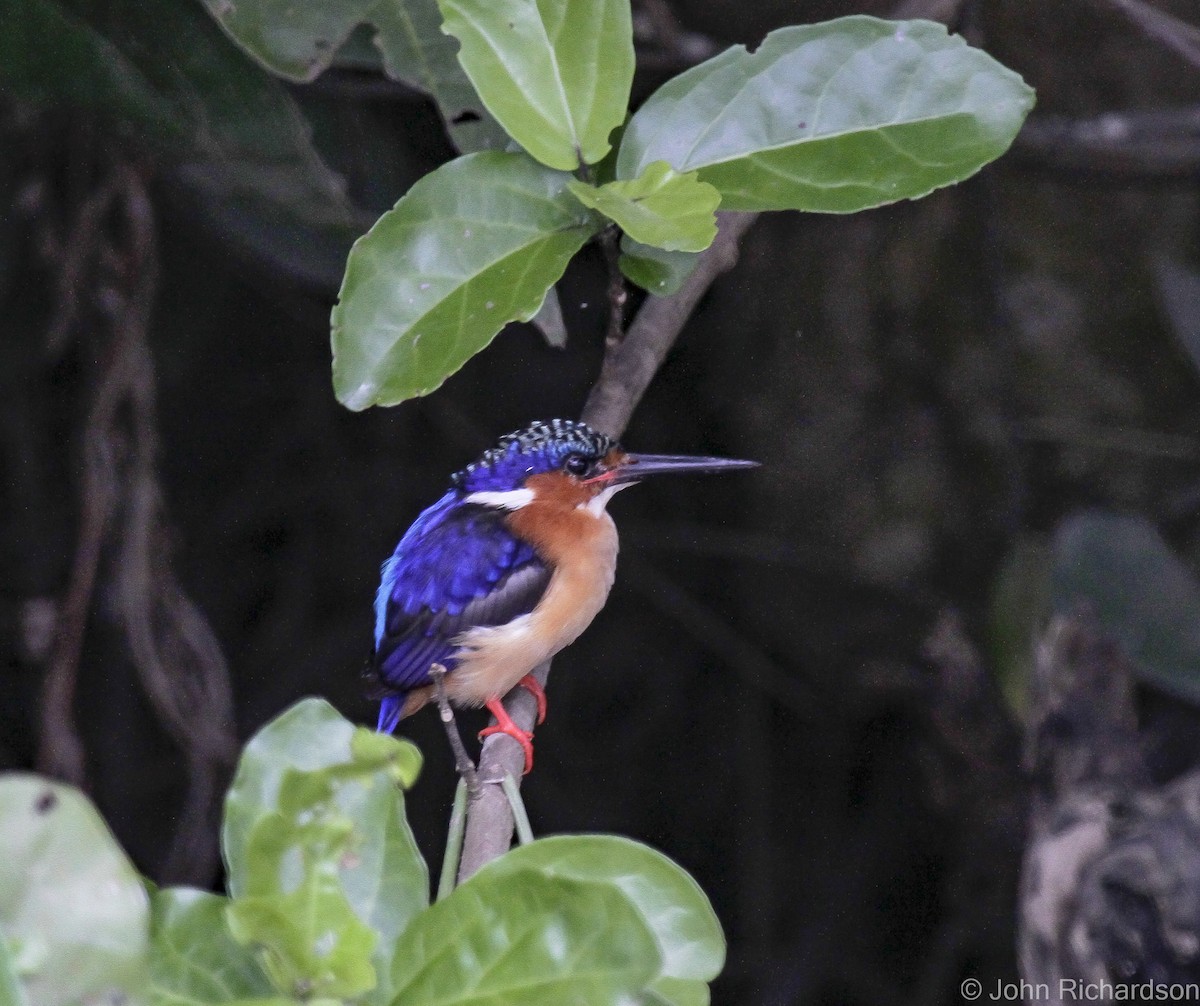 Malagasy Kingfisher - ML633256643