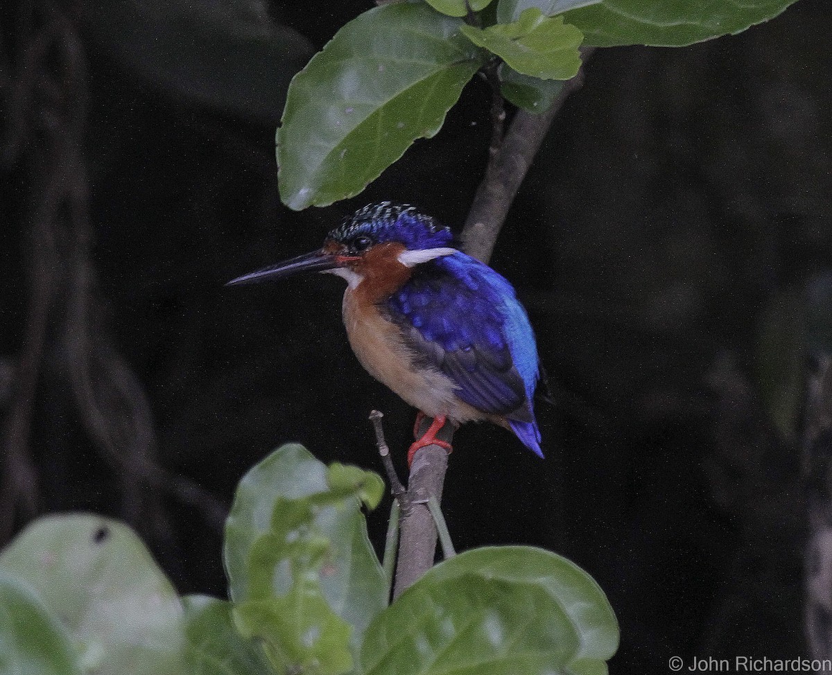Malagasy Kingfisher - ML633256644