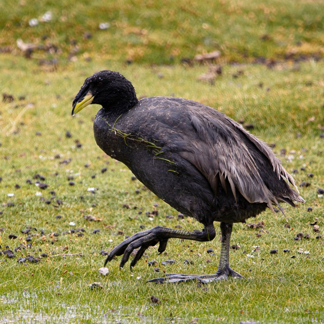 Horned Coot - ML633256647