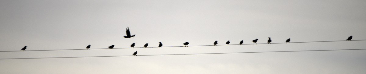 Chihuahuan Raven - ML633256779