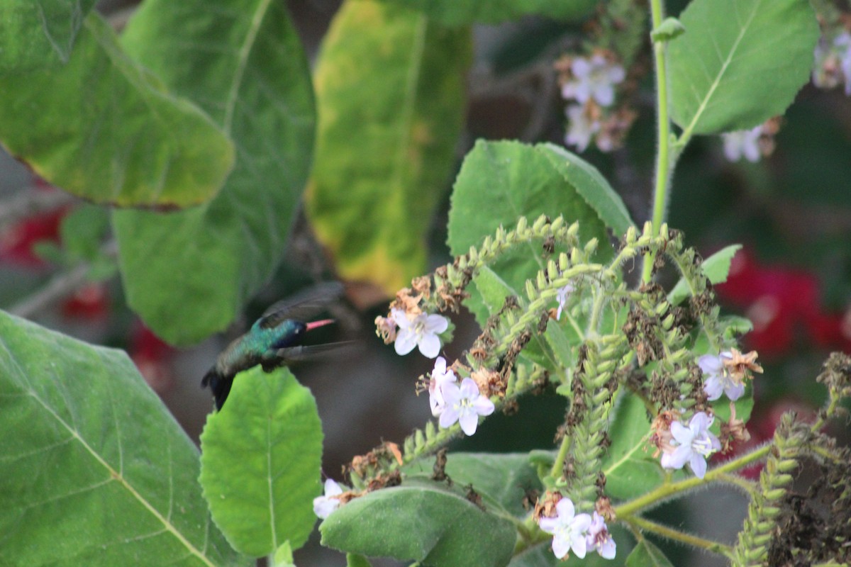 Turquoise-crowned Hummingbird - ML633256938