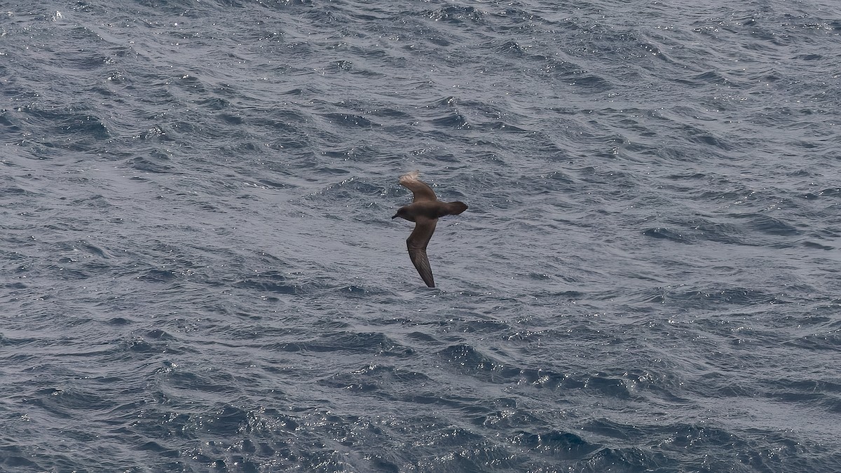 Atlantic Petrel - ML633256953