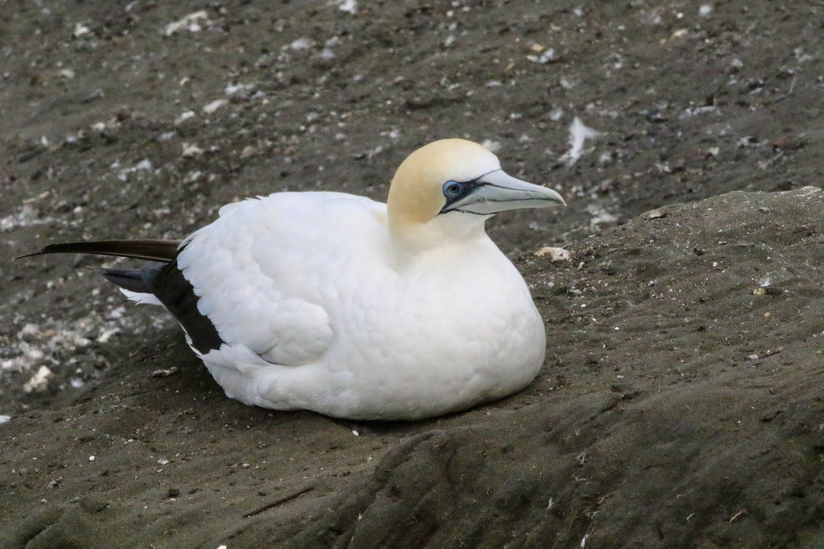 Australasian Gannet - ML633257099