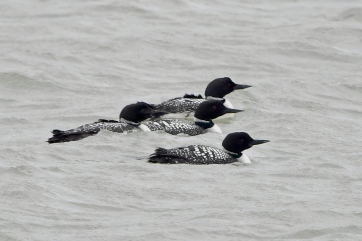 Common Loon - ML633257121