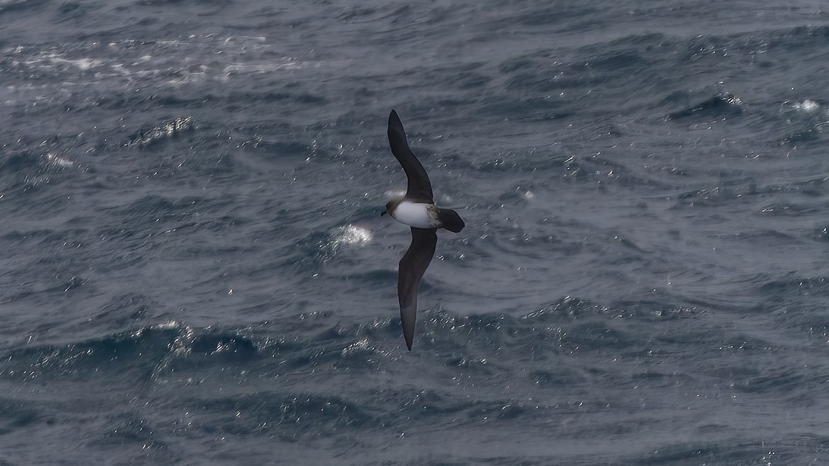 Atlantic Petrel - ML633257125