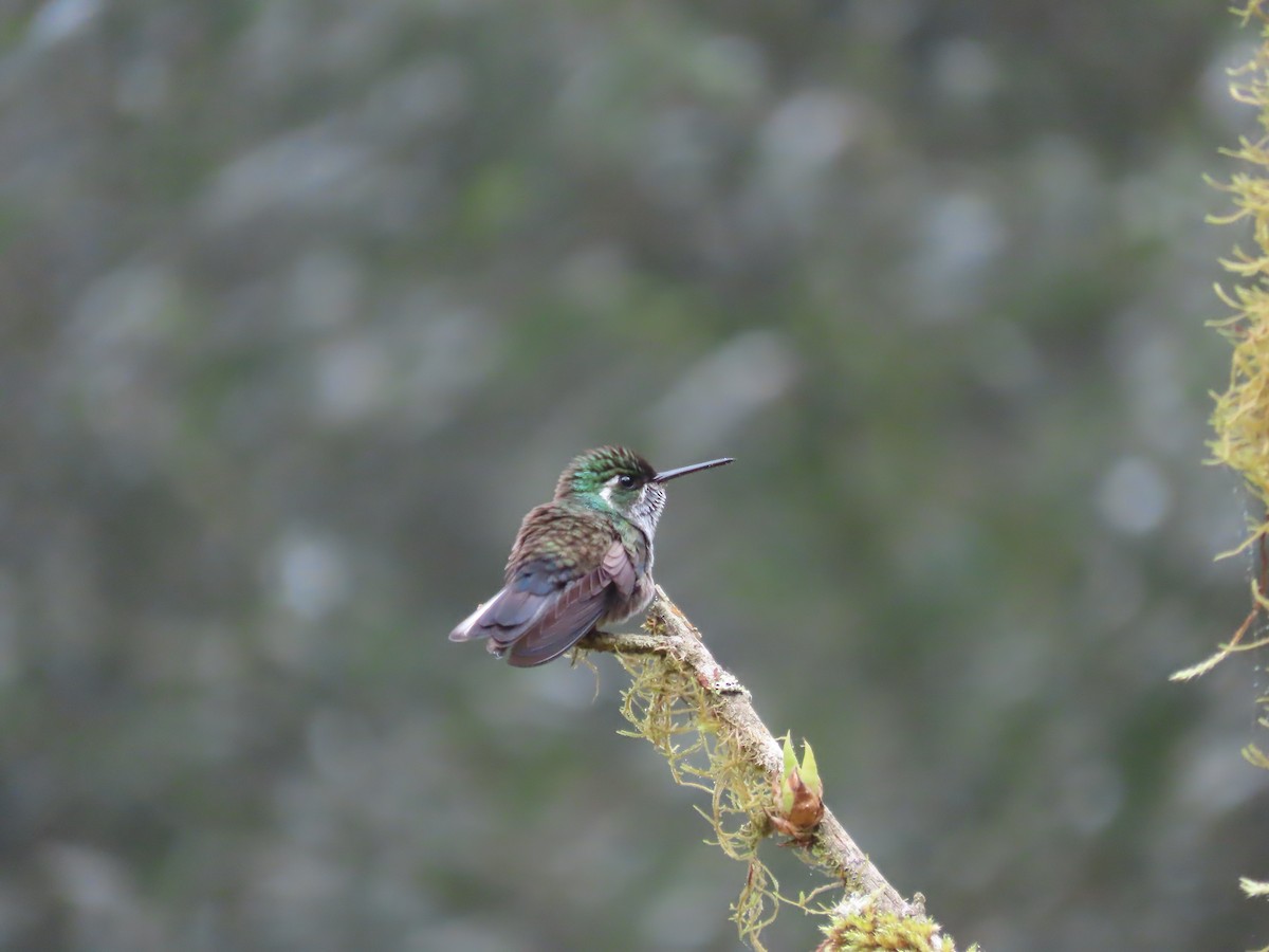 Colibri de Sybil - ML633257205