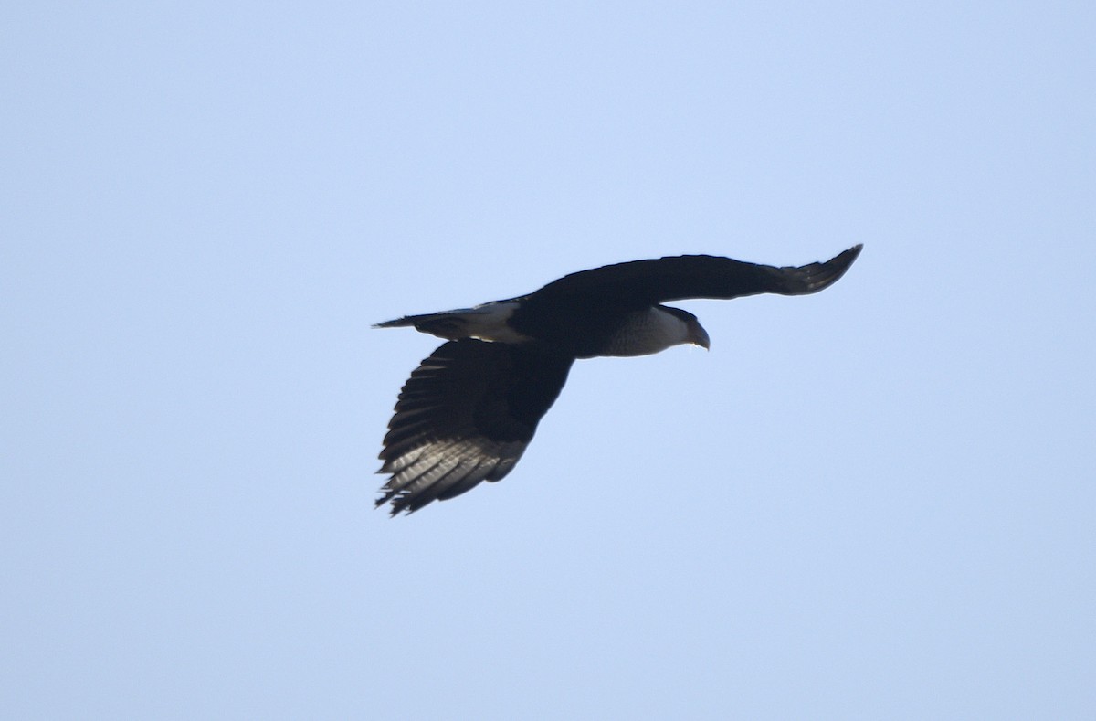 Crested Caracara (Northern) - ML633257237