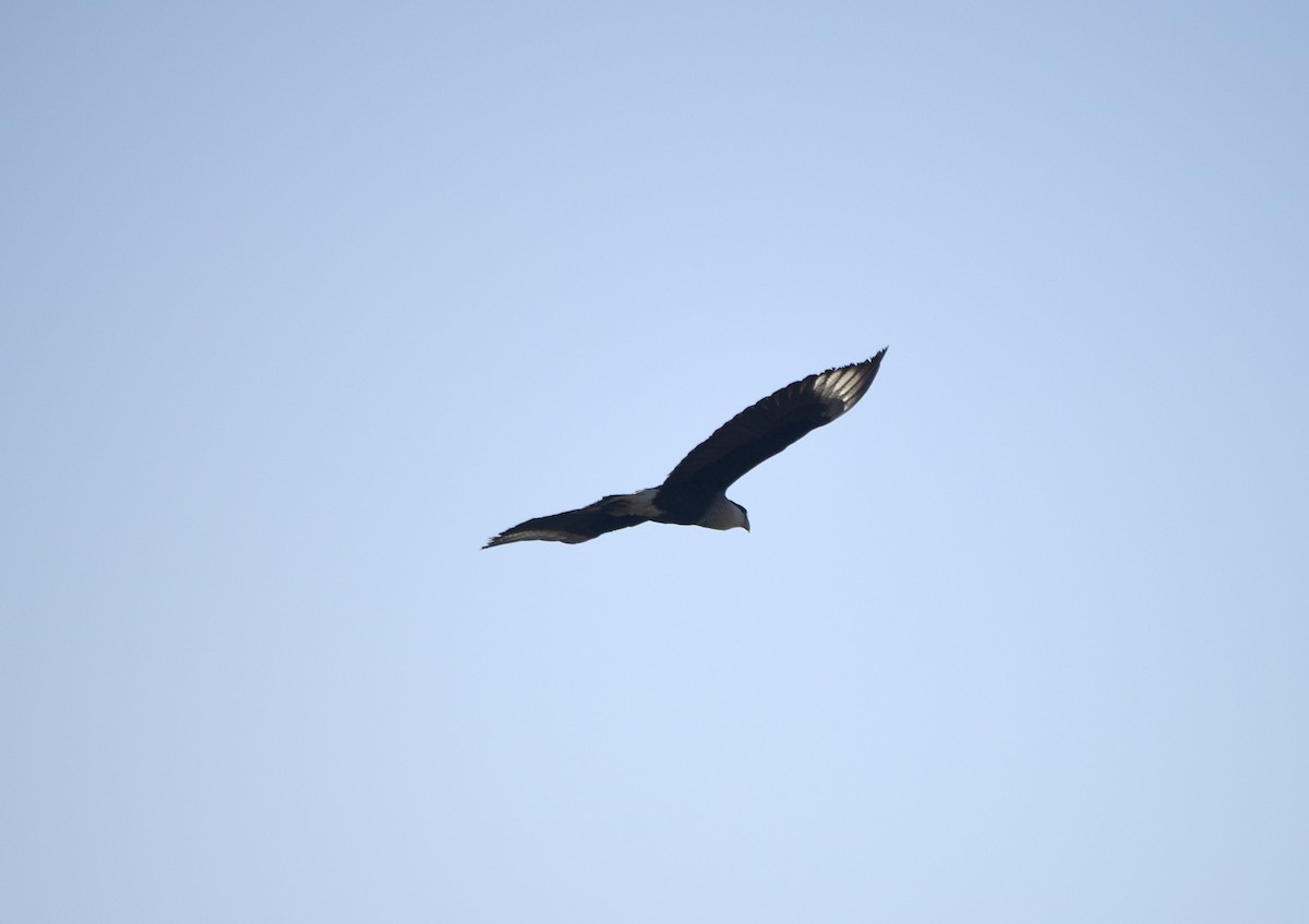 Crested Caracara (Northern) - ML633257239