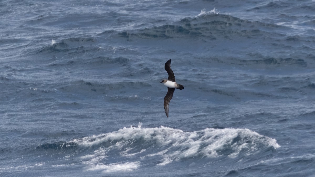 Atlantic Petrel - ML633257388