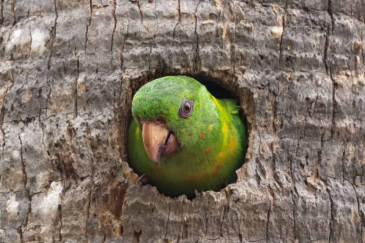 Green Parakeet - ML633257588
