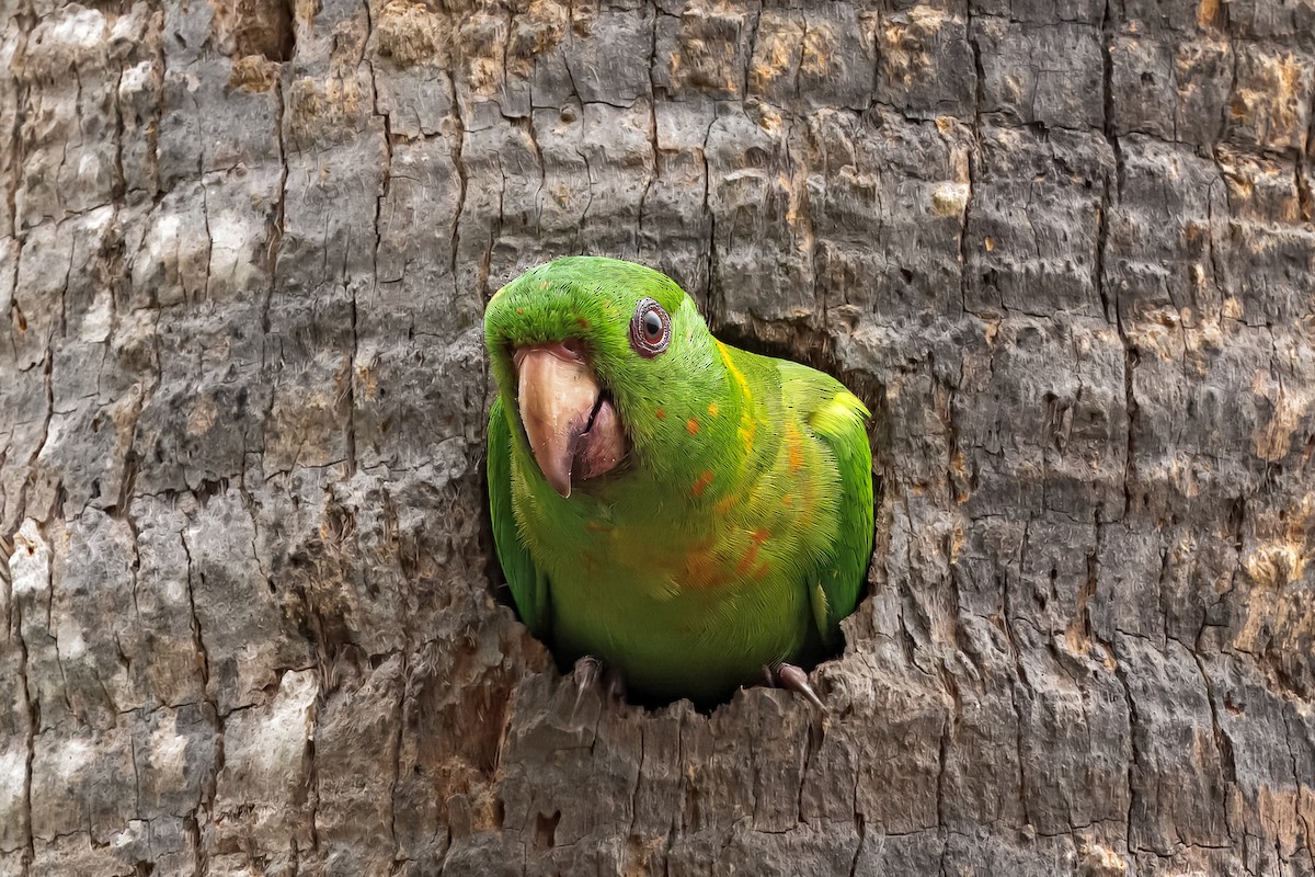 Green Parakeet - ML633257591