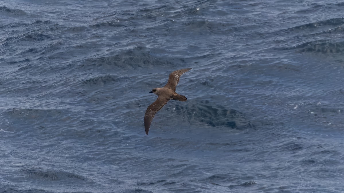 Atlantic Petrel - ML633257597