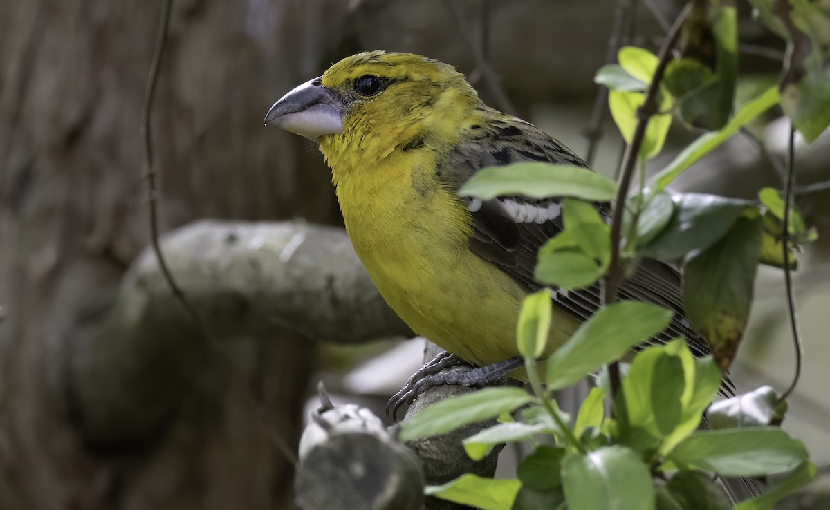 Yellow Grosbeak - ML633257603