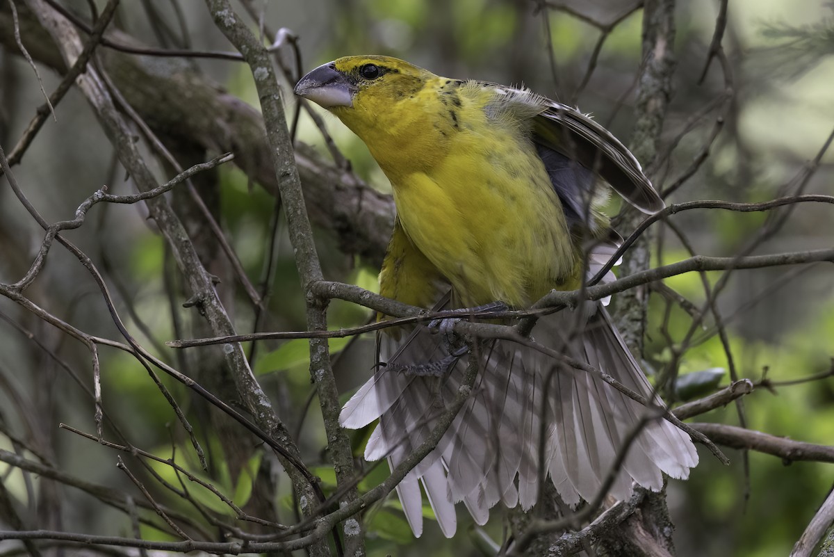 Yellow Grosbeak - ML633257604