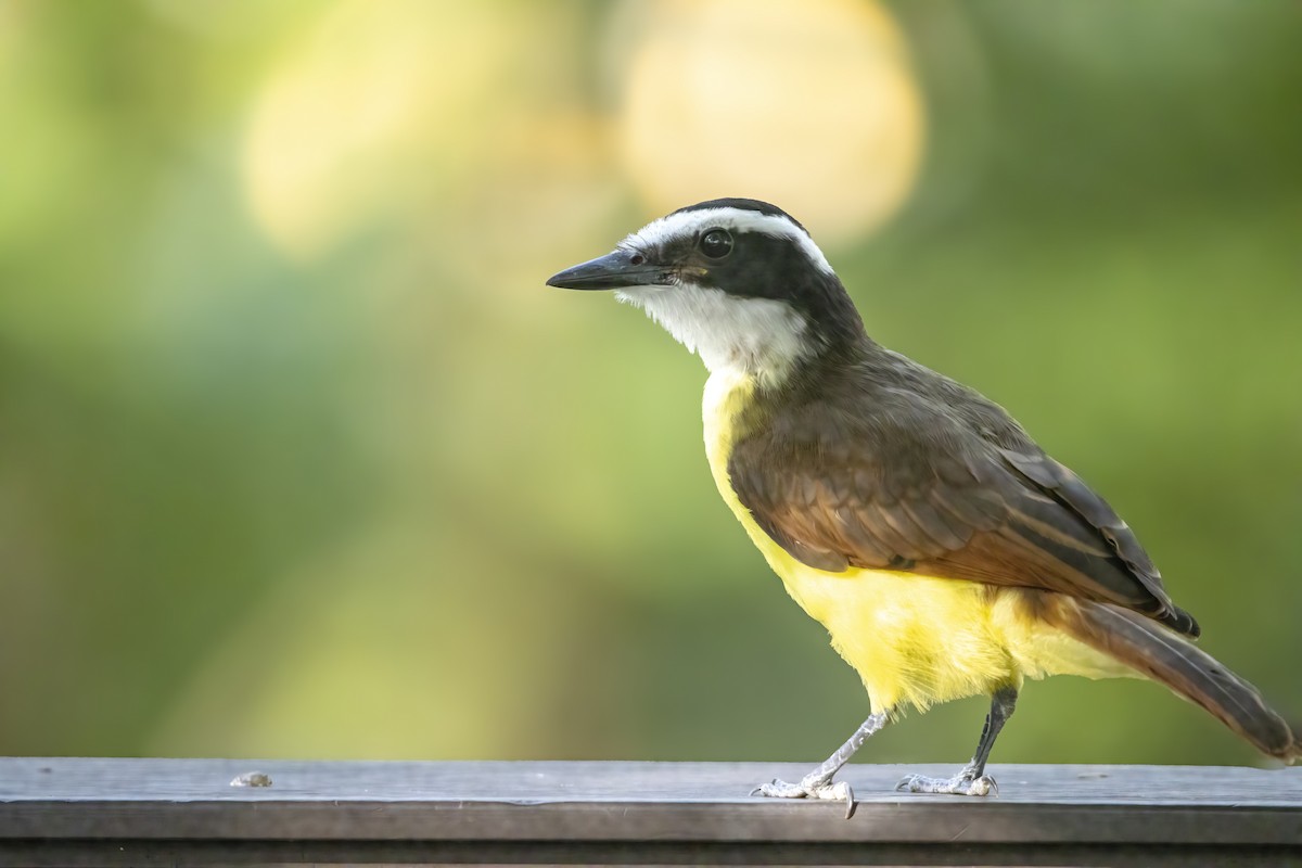 Great Kiskadee - ML633257647