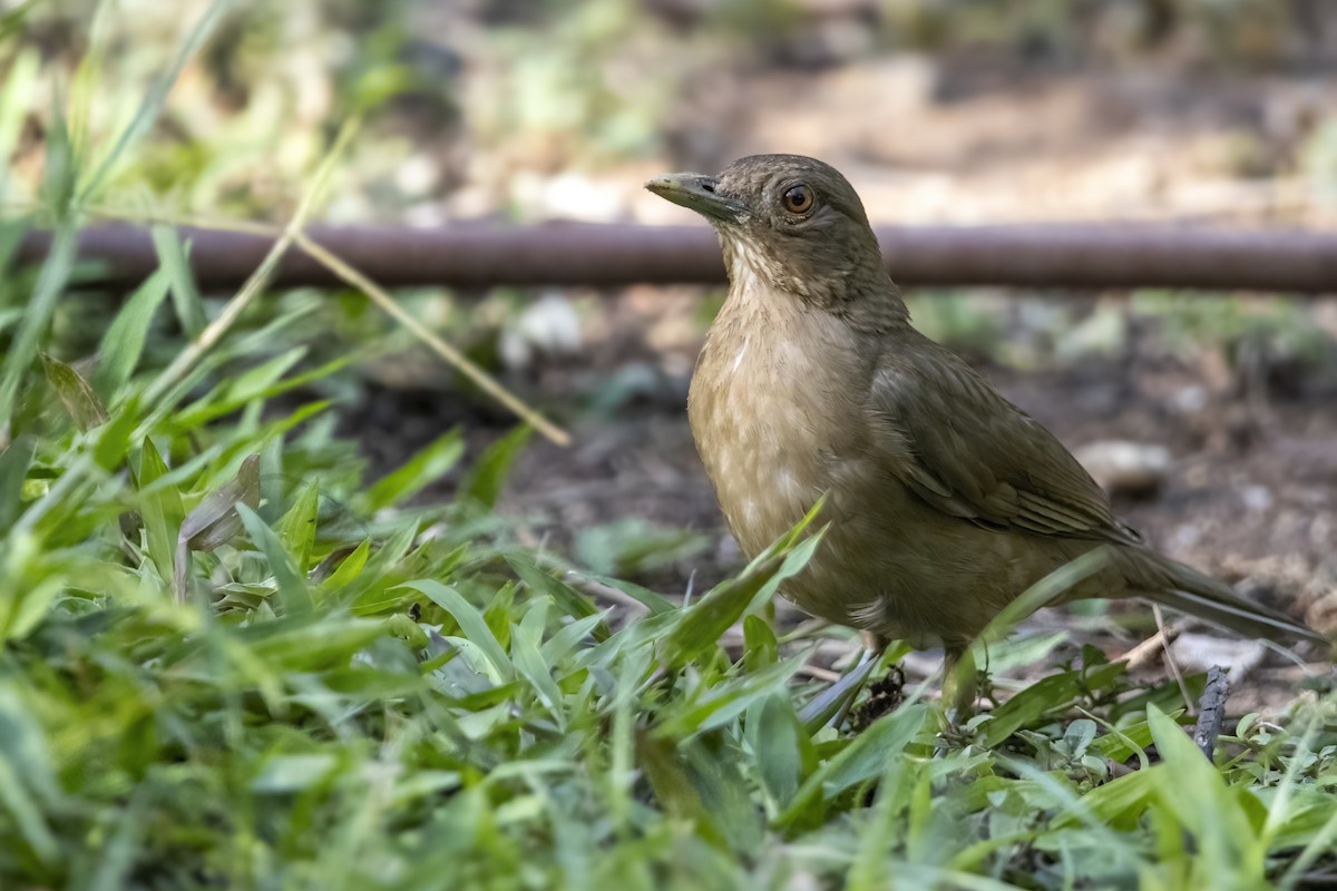 Clay-colored Thrush - ML633257650