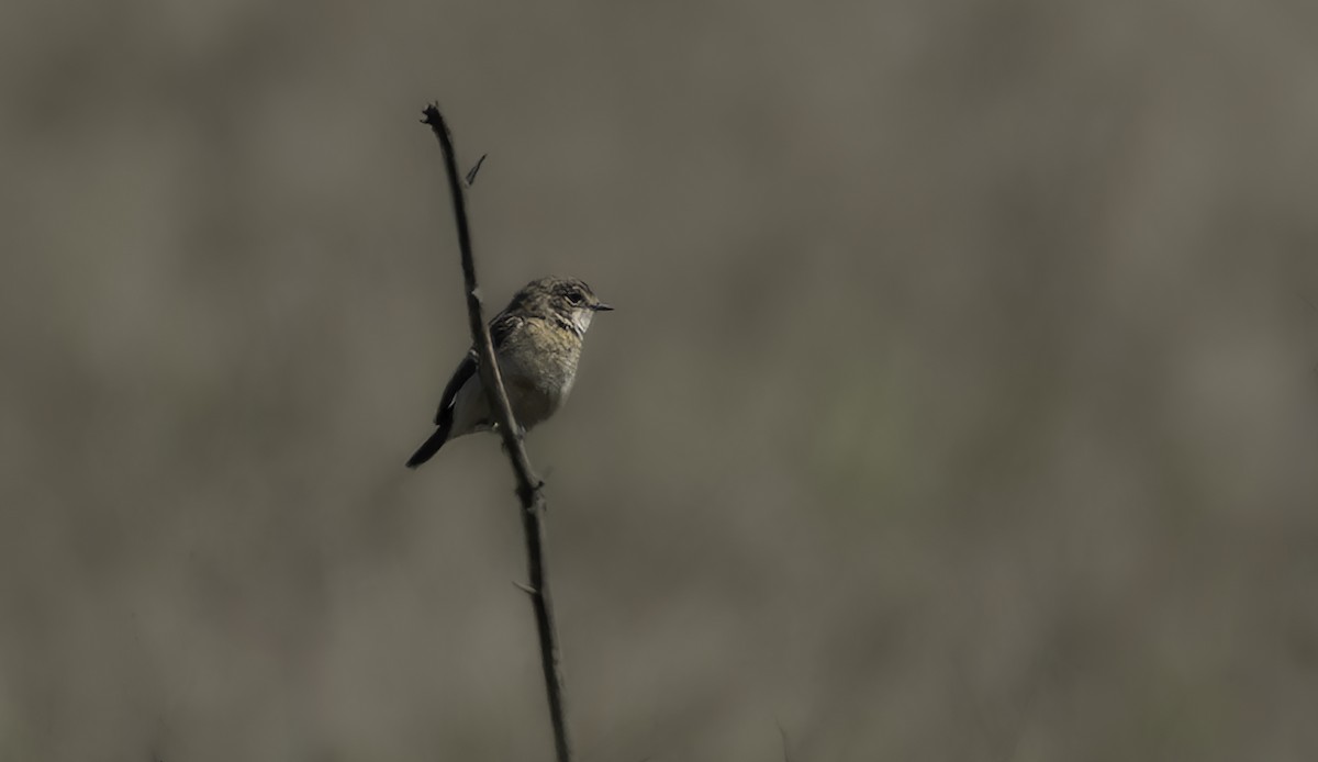 bramborníček východoasijský - ML633257874