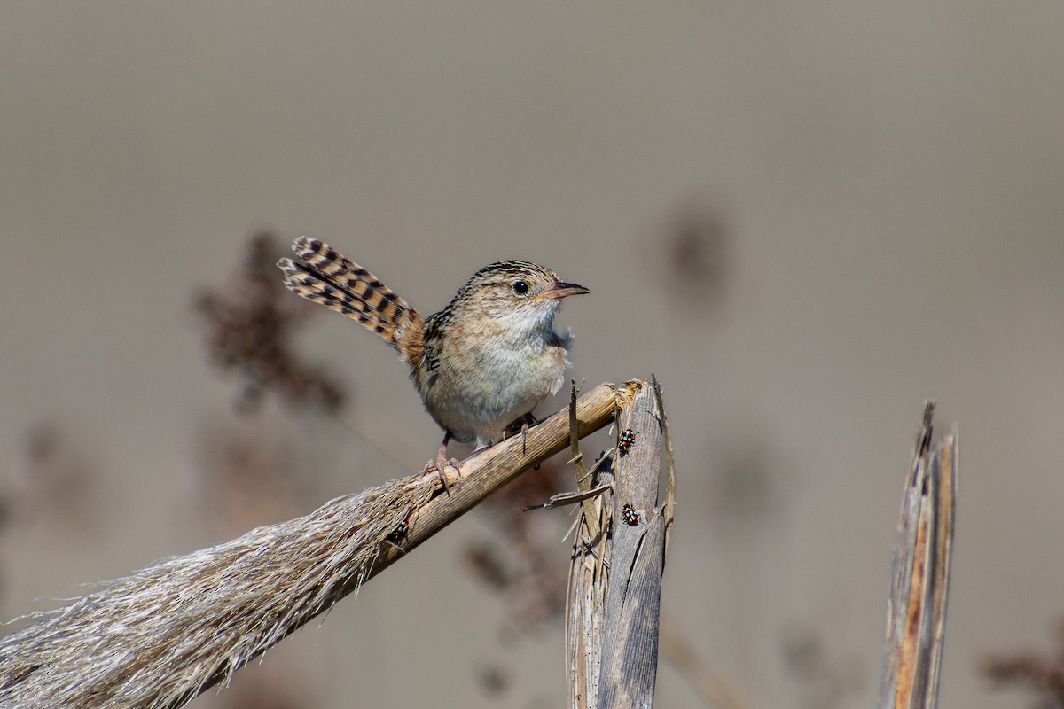 Grass Wren - ML633257921