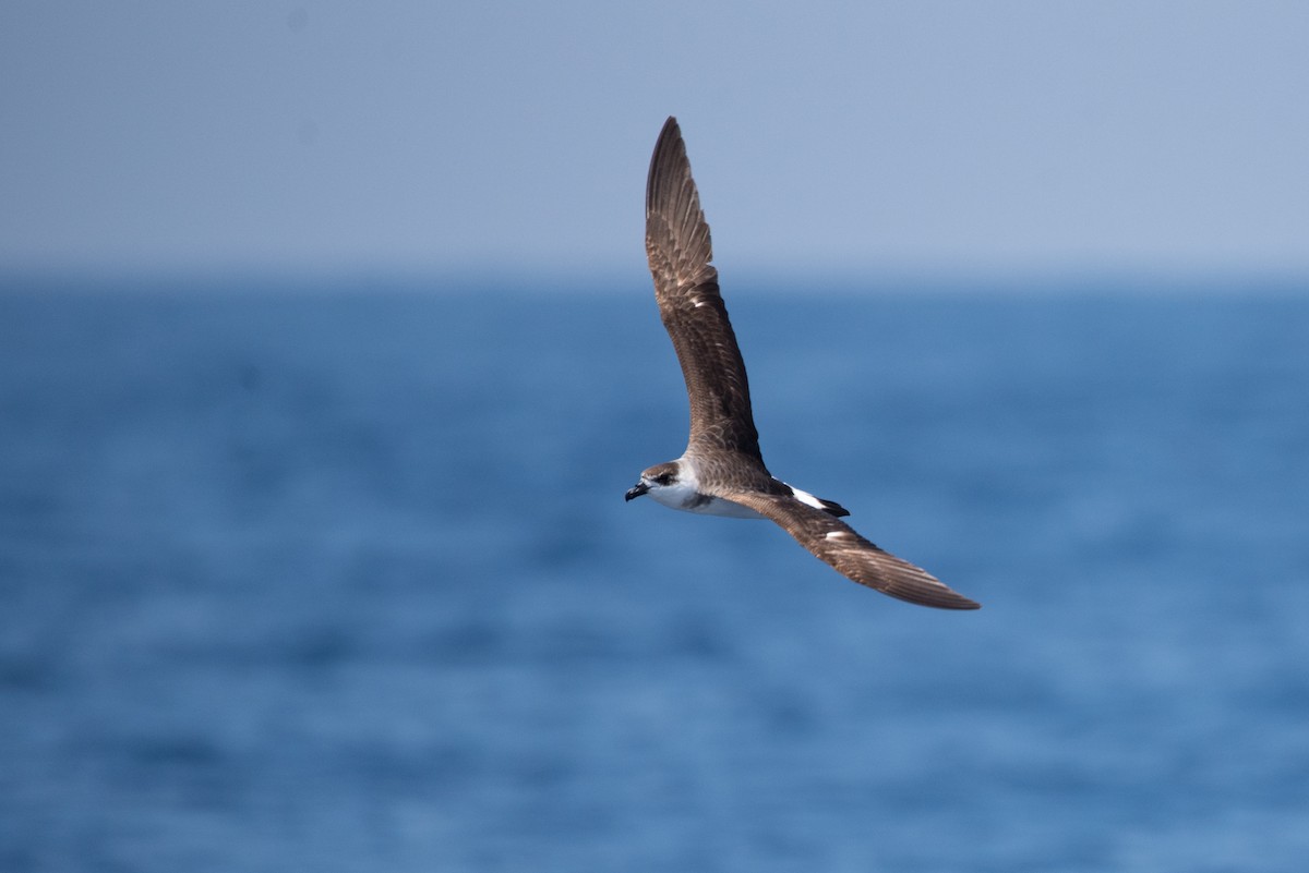 Black-capped Petrel - ML633257927