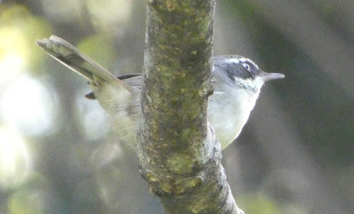 White-browed Scrubwren (White-browed) - ML633258043