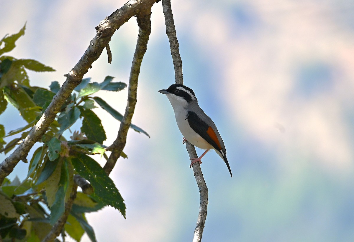White-browed Shrike-Babbler (Himalayan) - ML633258068