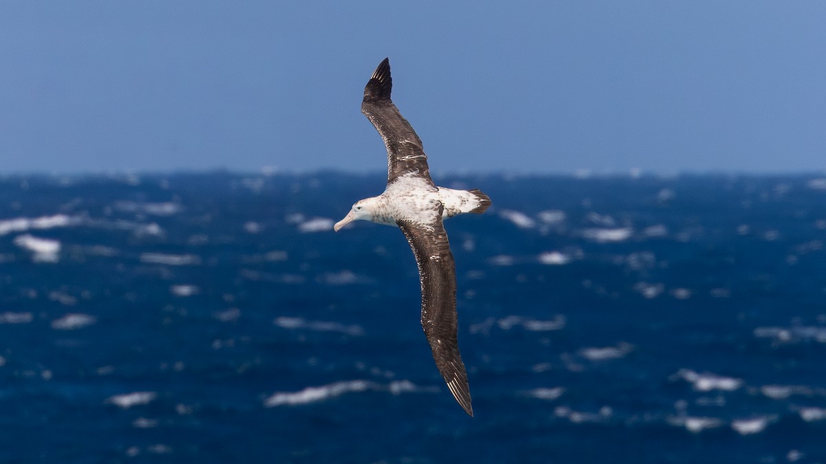 Tristan Albatross - ML633258214