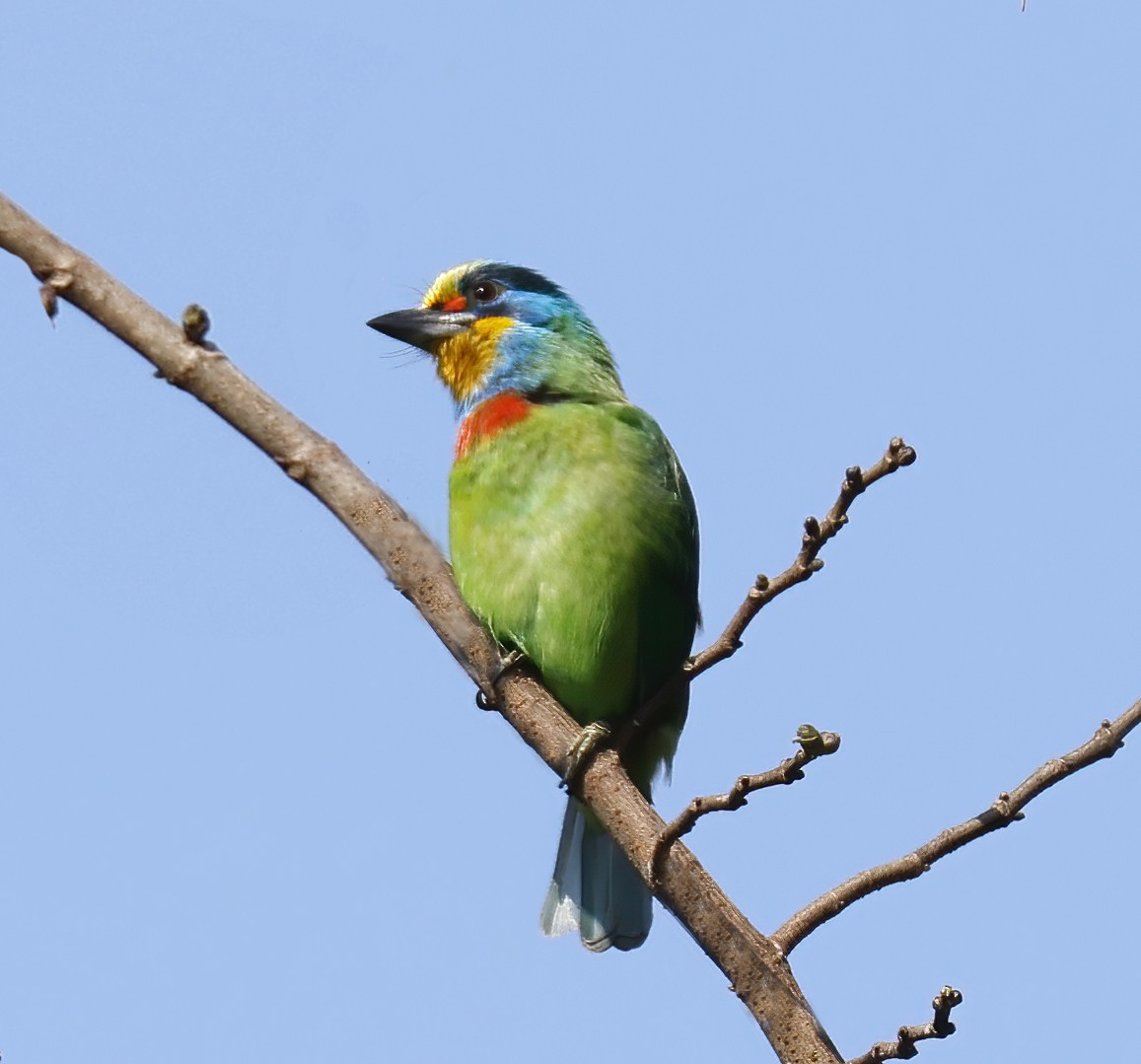 五色鳥 - ML633258234