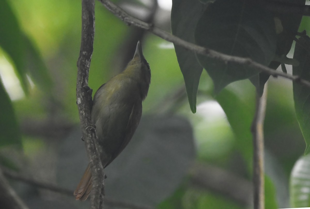 Russet Antshrike - ML633258320