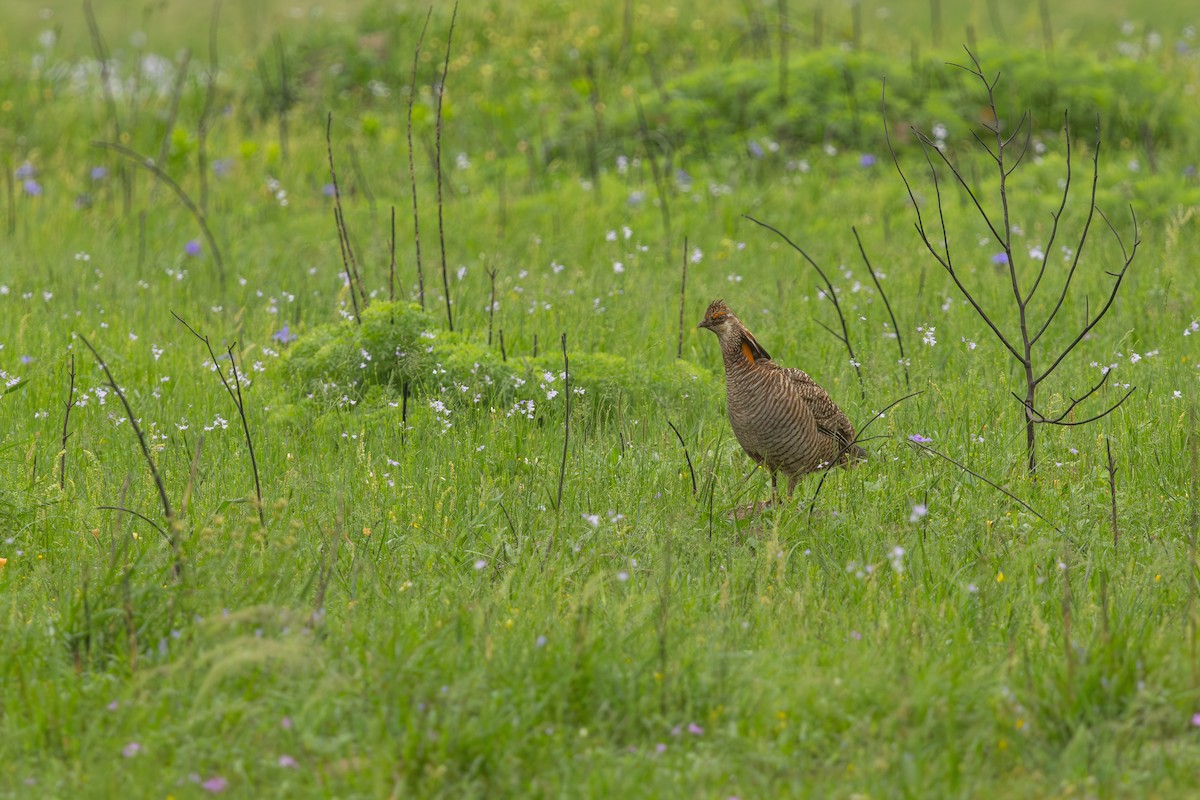 Greater Prairie-Chicken (Attwater's) - ML633258697