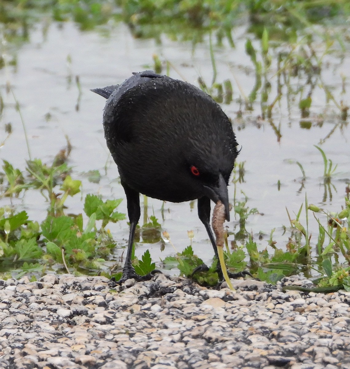 Bronzed Cowbird - ML633258710