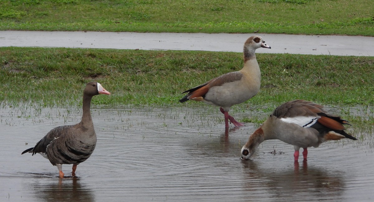 Greater White-fronted Goose - ML633258728
