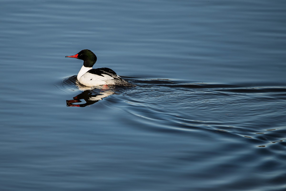 Common Merganser - ML633258765