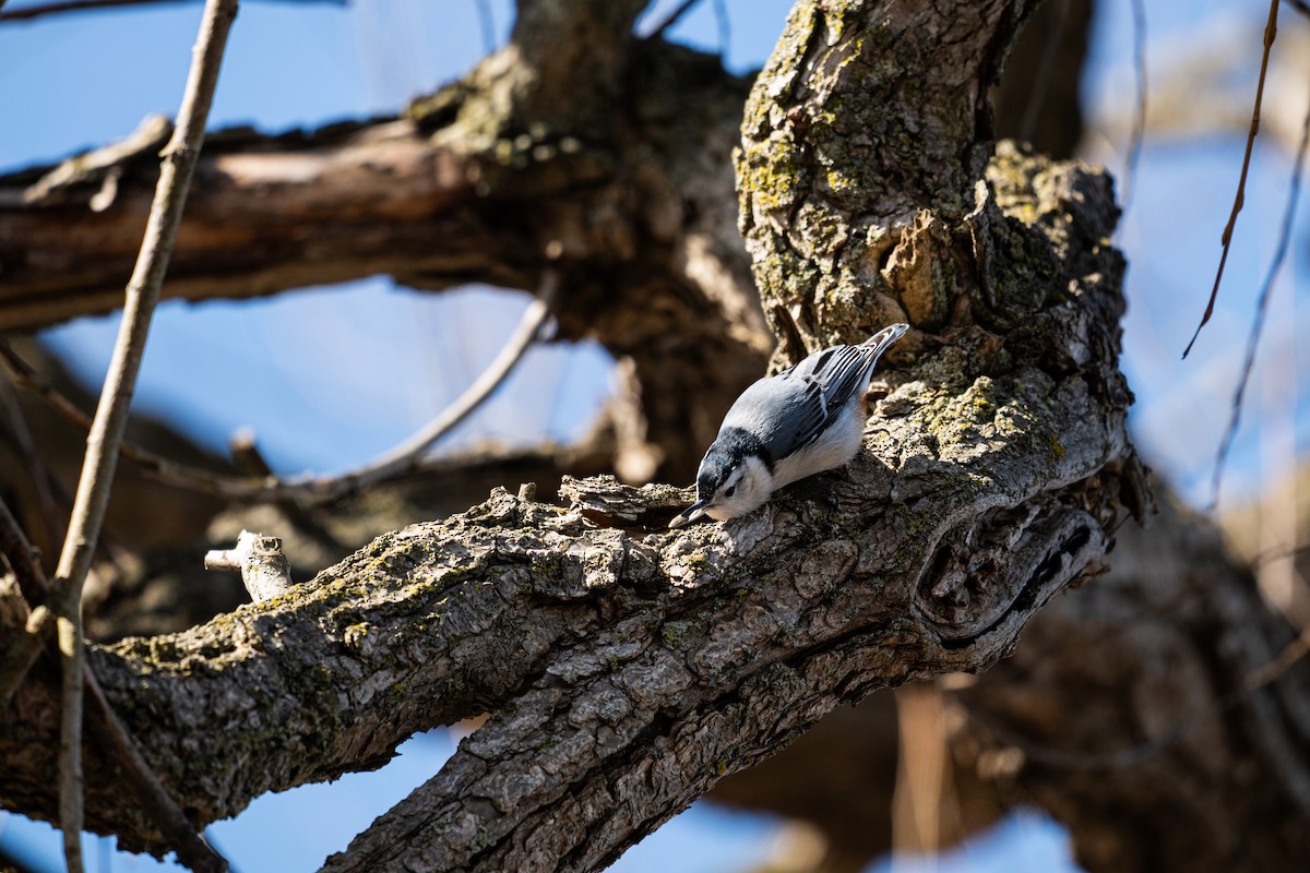 White-breasted Nuthatch - ML633258766