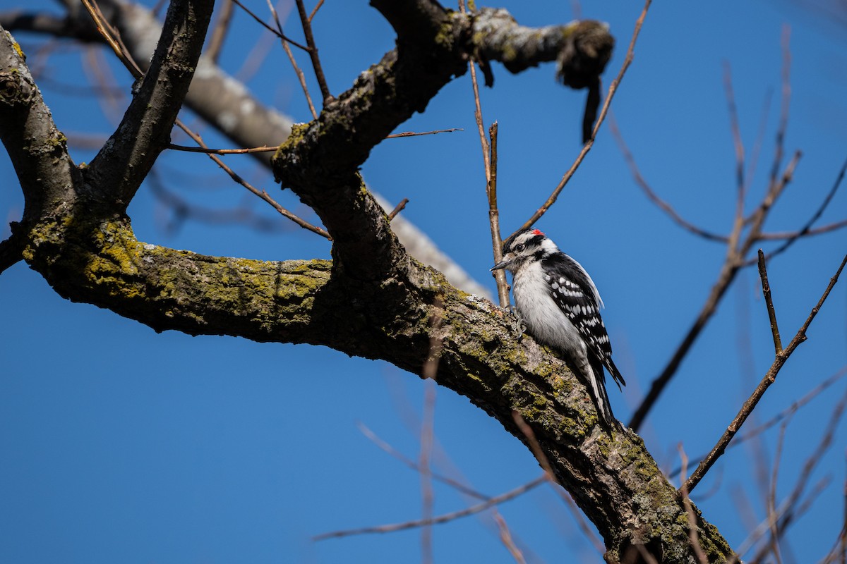 Downy Woodpecker - ML633258775