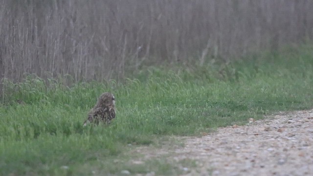 Short-eared Owl - ML633258809