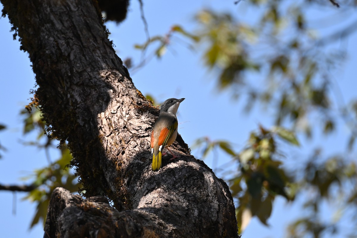 White-browed Shrike-Babbler (Himalayan) - ML633258849