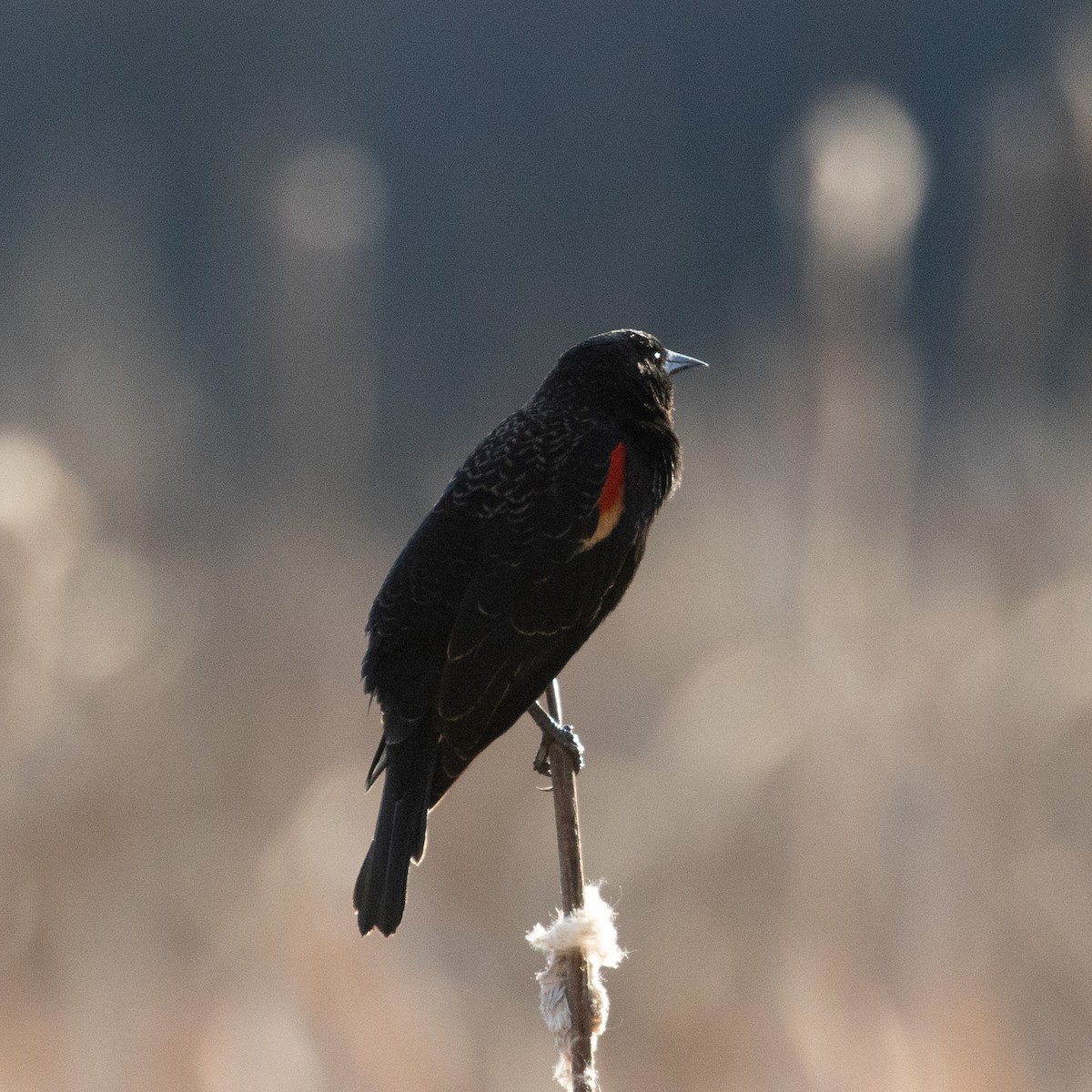 Red-winged Blackbird - ML633259278