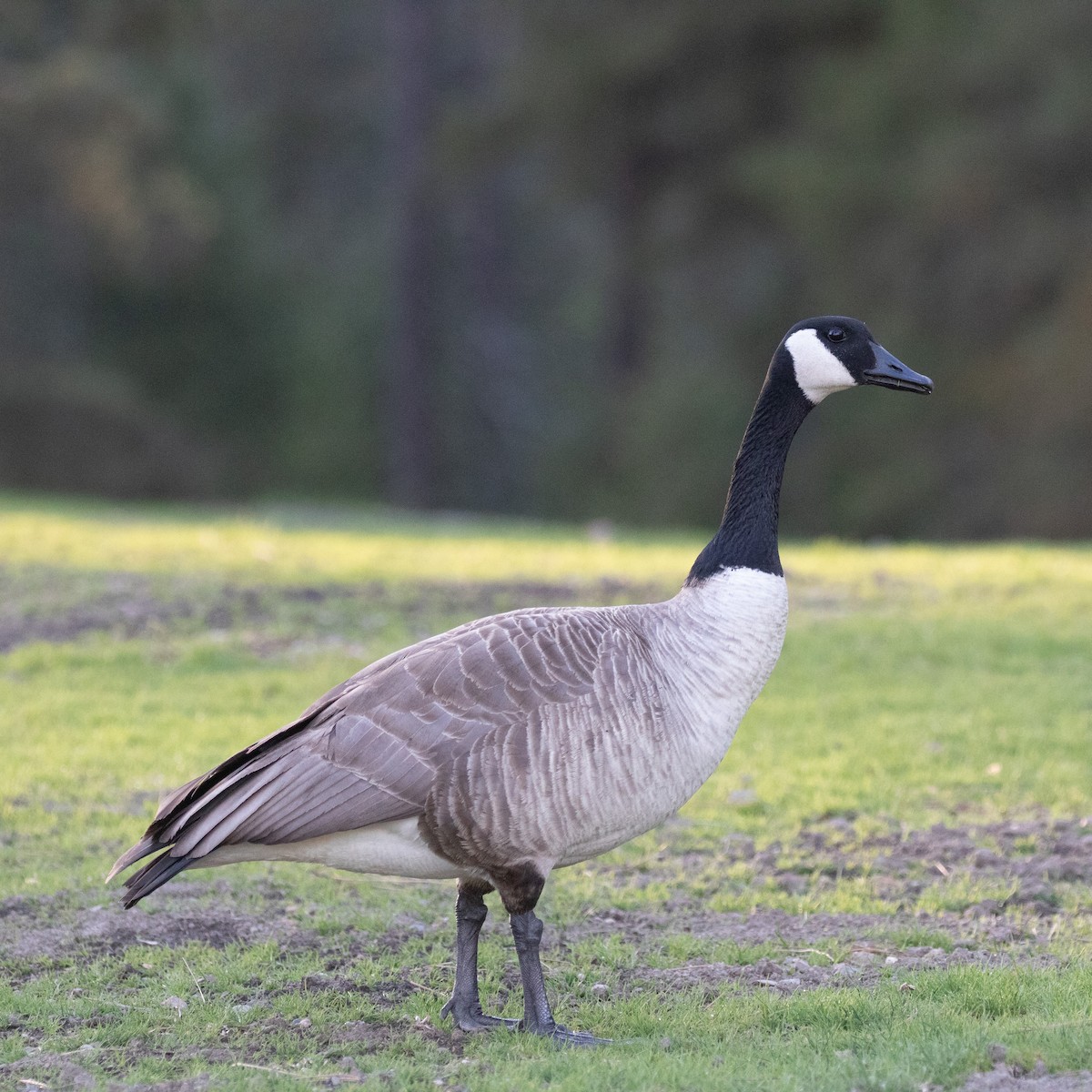 Branta kanadar handia - ML633259288