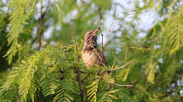 Cactus Wren - ML633259301