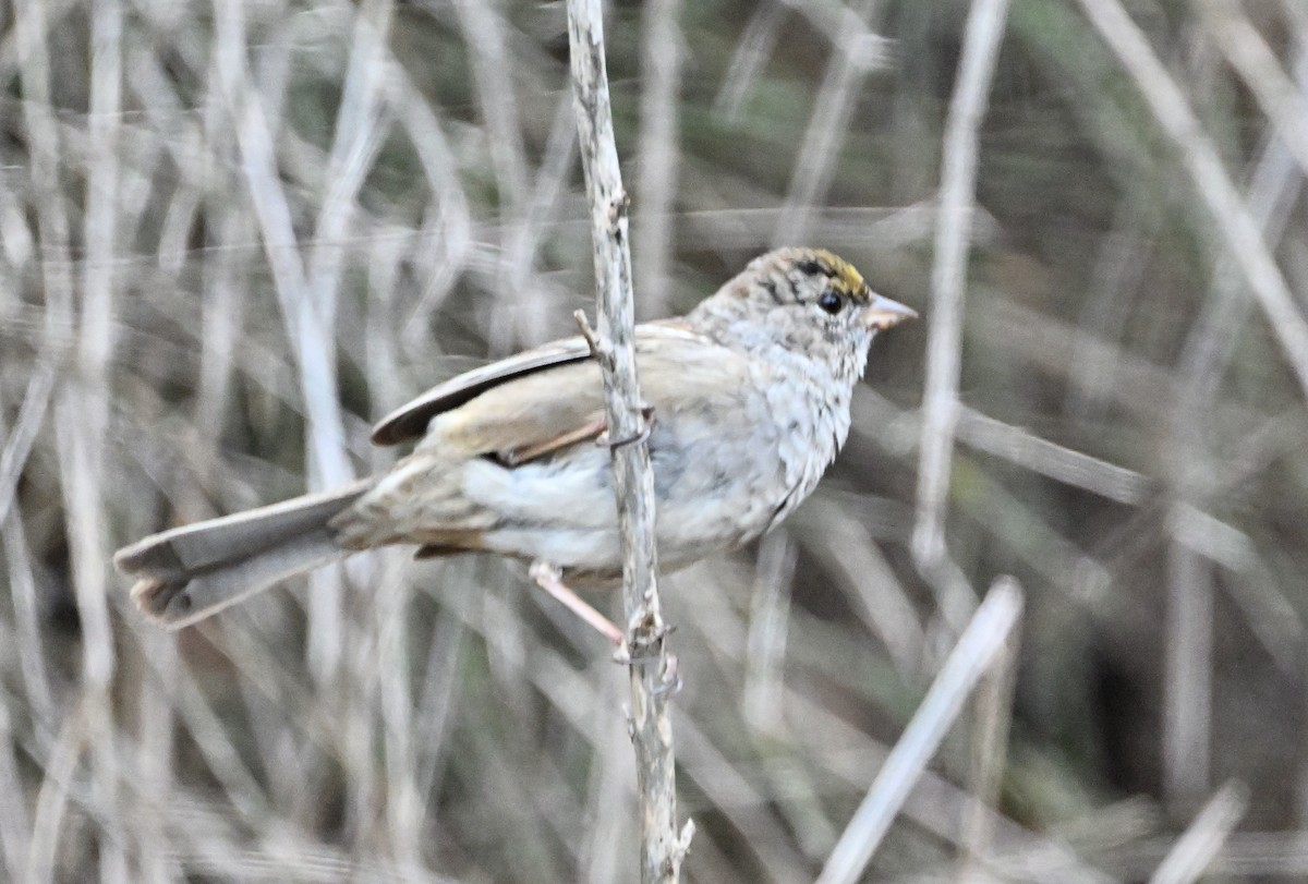 Golden-crowned Sparrow - ML633259348
