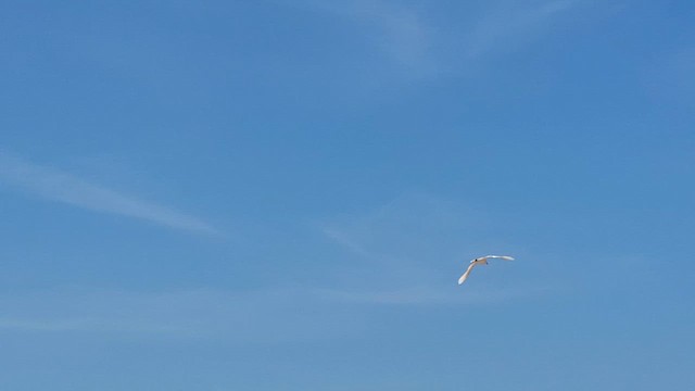 Red-tailed Tropicbird - ML633259523