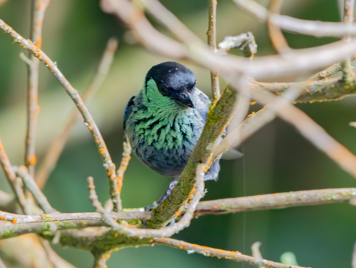 Black-capped Tanager - ML633259572