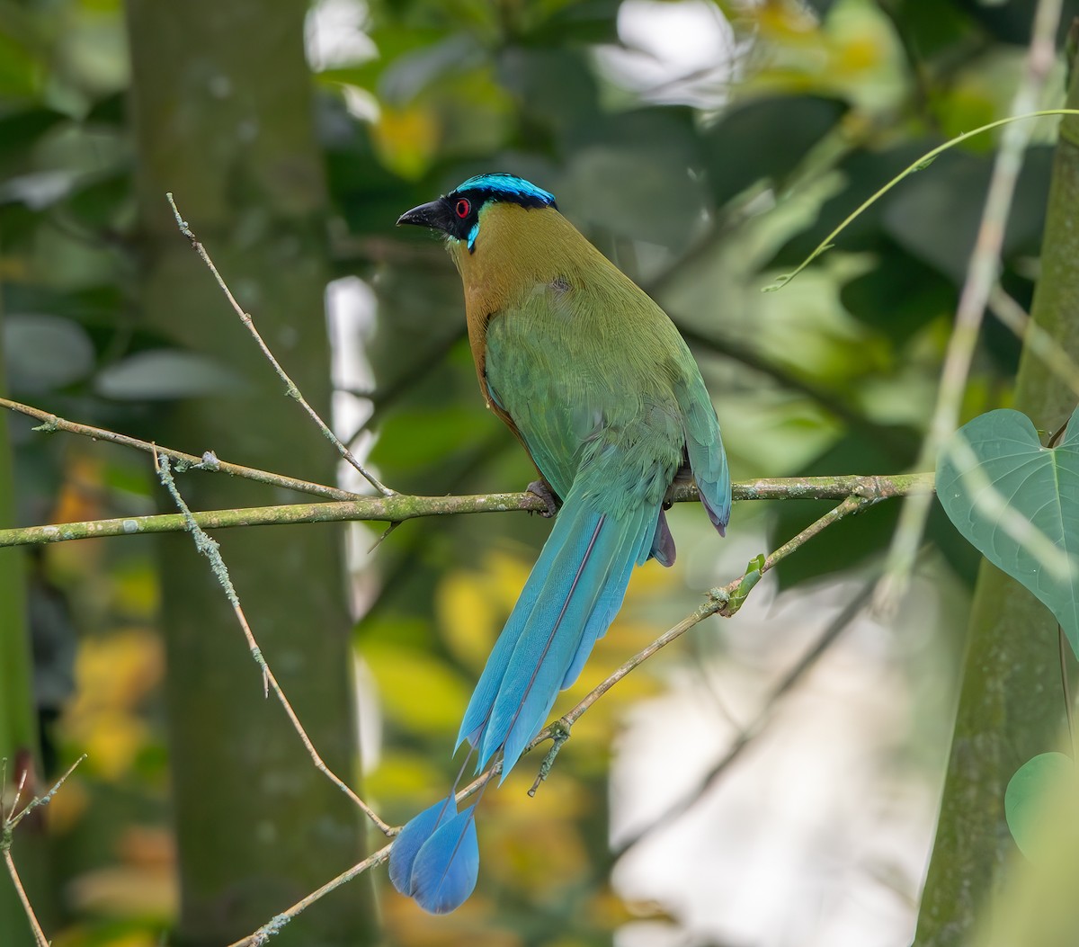 Andean Motmot - ML633259592