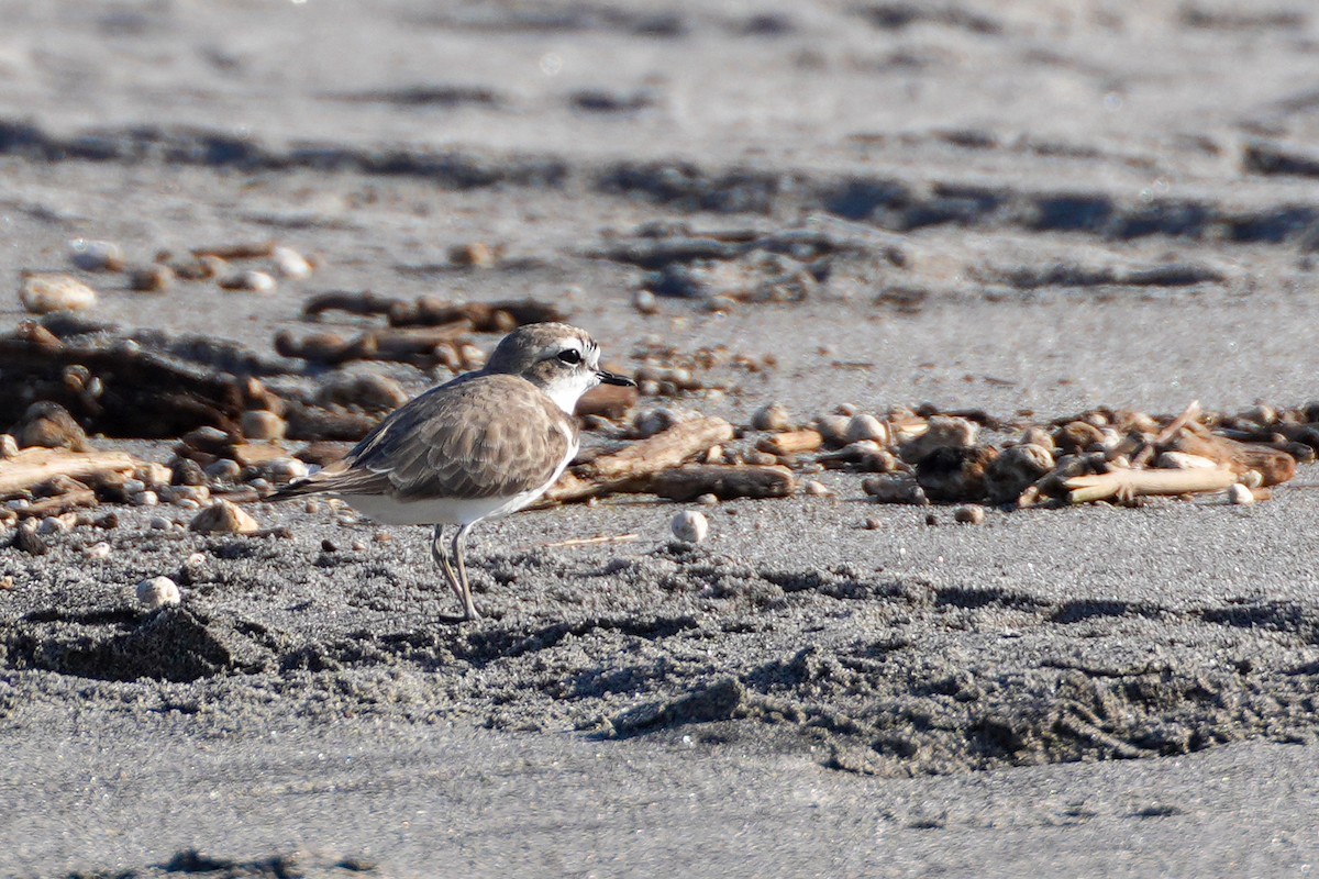 Snowy Plover - ML633259867