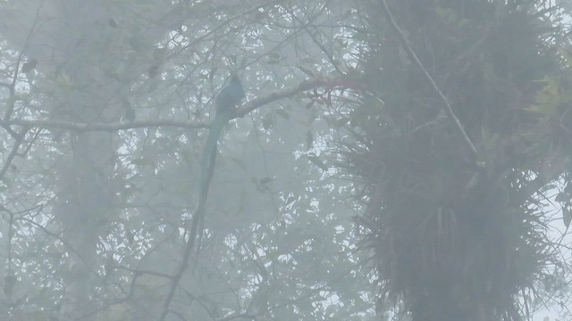 Resplendent Quetzal - ML633259887
