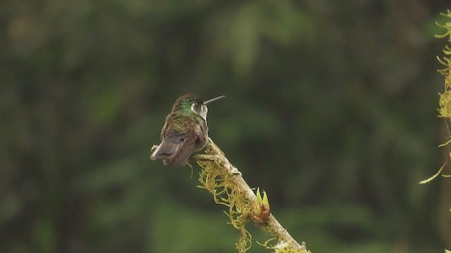 Colibri de Sybil - ML633259923