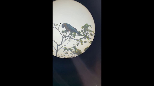 Blue-and-yellow Macaw - ML633259940