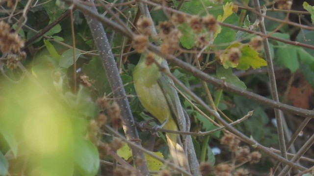 Painted Bunting - ML633260081
